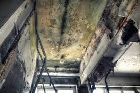 Best Mold Prevention Services  in Wylie, TX